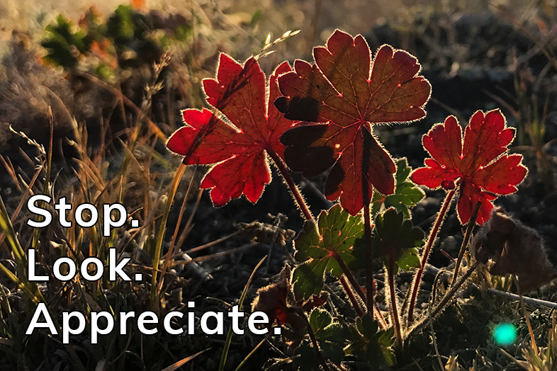 gratitude moment: stop look appreciate - Happier Place