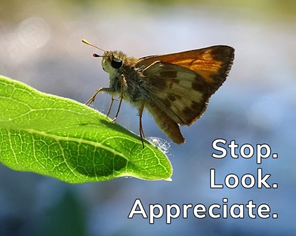 Happier Place Gratitude Moment: stop. look. appreciate.