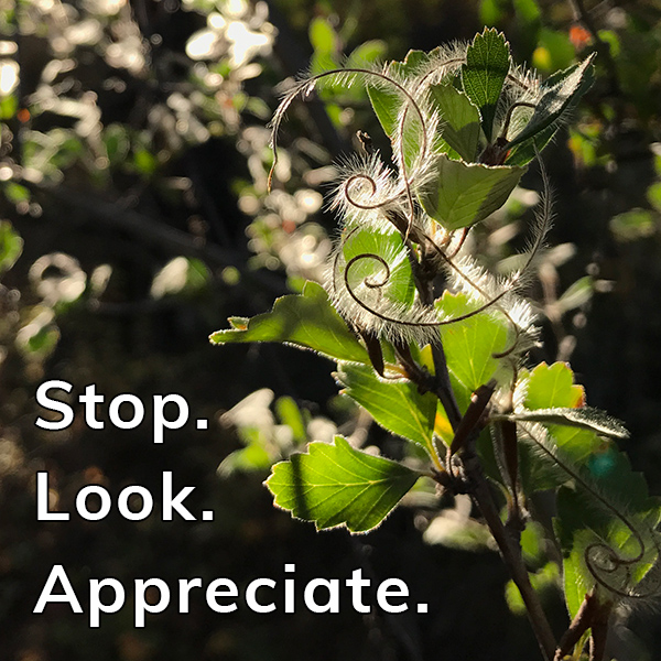 Happier Place Gratitude Moment: stop. look. appreciate.
