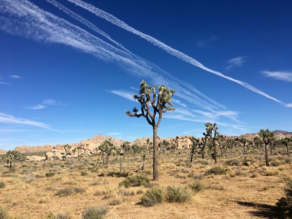 Joshua Trees in the California desert. (Photo by Nick Rufca) Happier Place