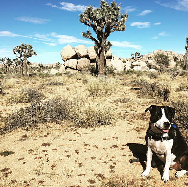 Nick Rufca's dog Duke in the desert - Happier Place