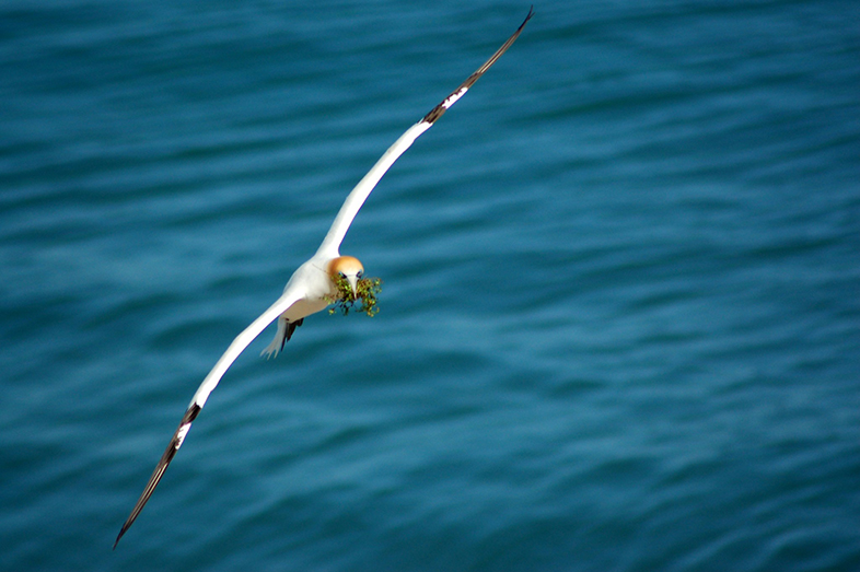 Gannet Flying Right At You (Photograph by Maire Thompson) - Happier Place