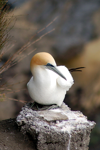 Gannet (Photo by Maire Thompson) - Happier Place