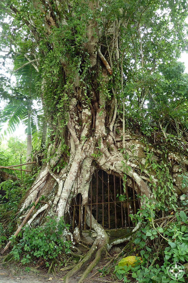 Tree jail: remnants of the former leper colony and secondary prison on Ilha Grande. 