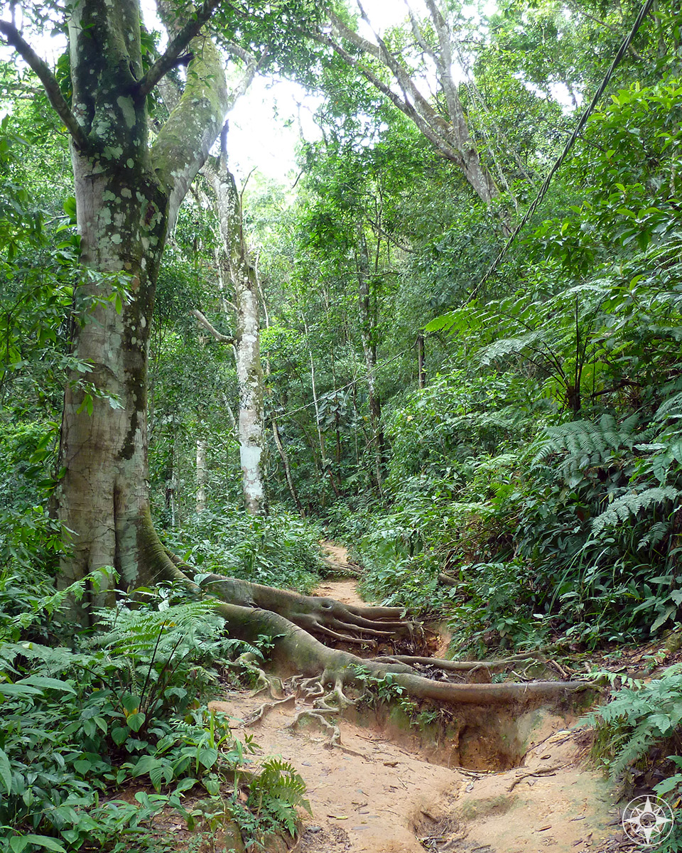 Muddy rainforest trail through the hills of Ilha Grande, Brazil. Happier Place