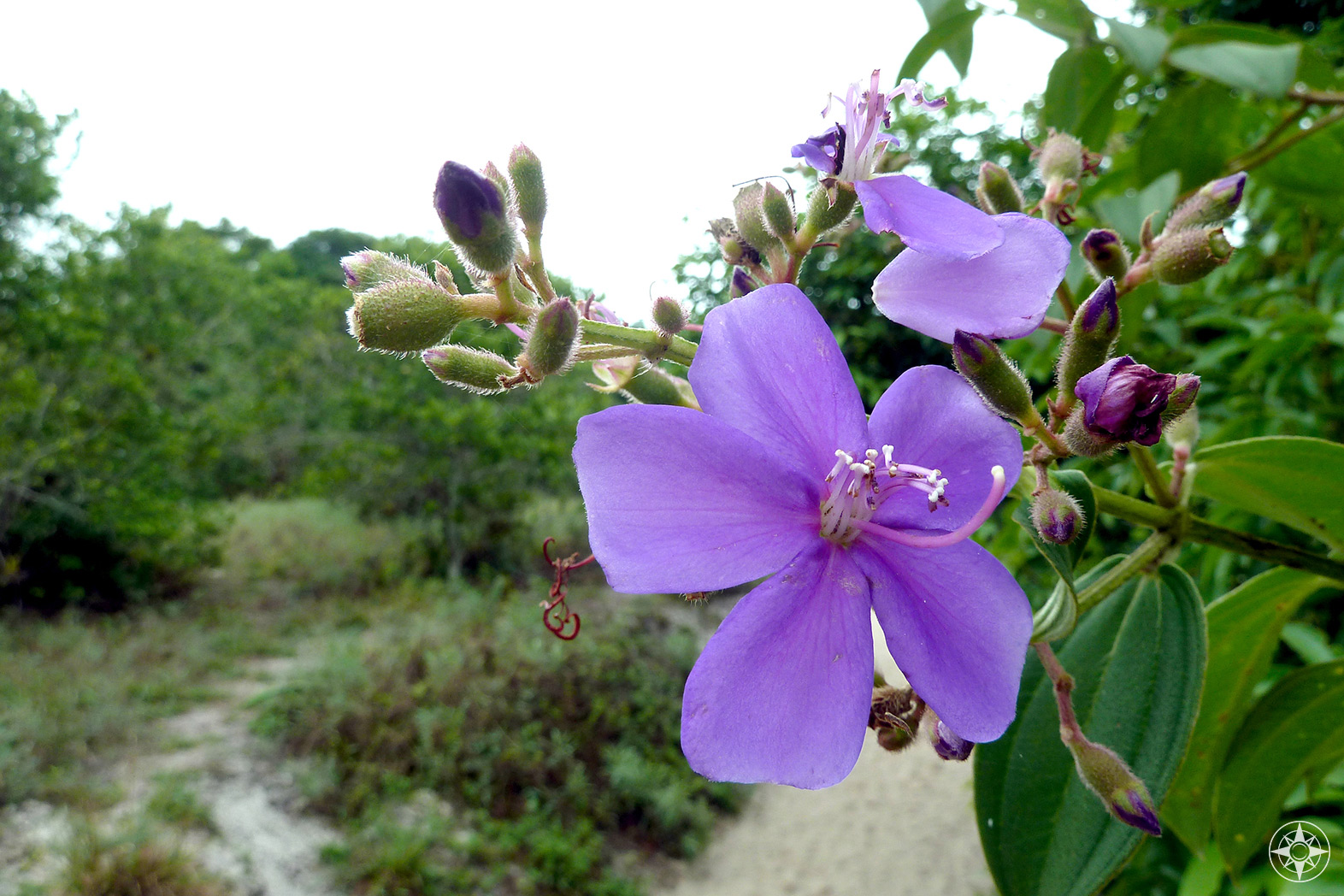 Purple wildflower on island Ilha Grande, Brazil.