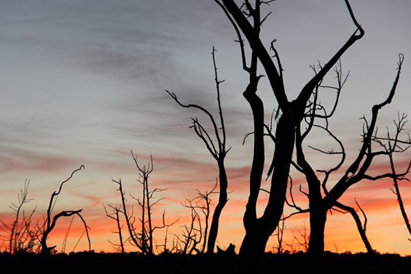 Sunset behind trees burnt by wildfire in Mesa Verde National Park.