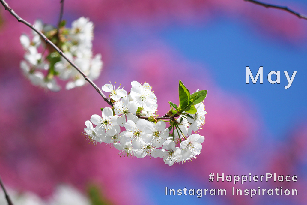 Spring blossoms for Happier Place Instagram Inspiration May 2018