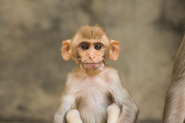 Monkey in India photographed by John of Lost & Found Travel - Happier Place