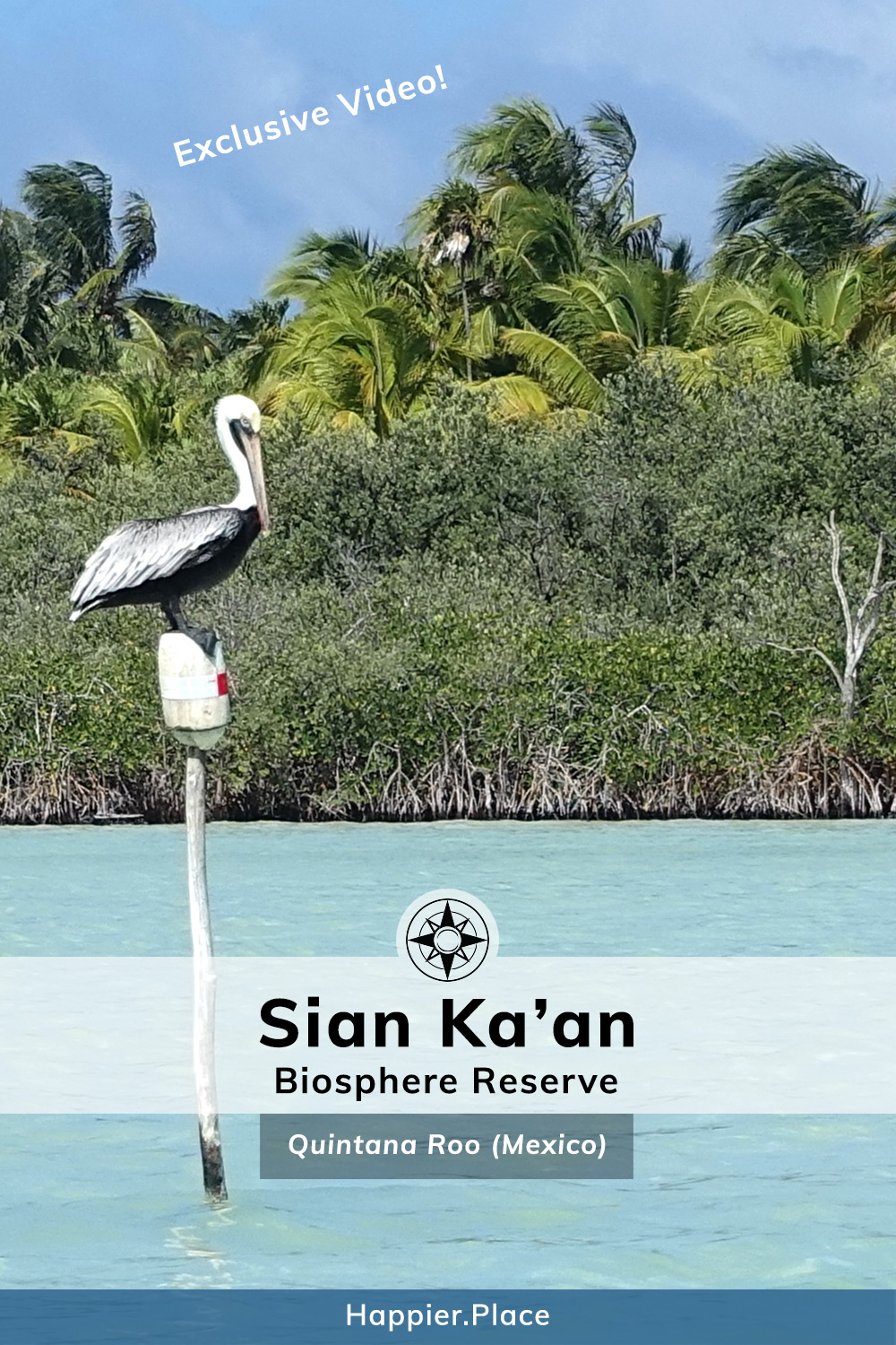 Sian Ka'an Biosphere Reserve, Tulum, Mexico, Quintana Roo, Yucatan Peninsula, Happier Place, pelican, clear water, jungle, video