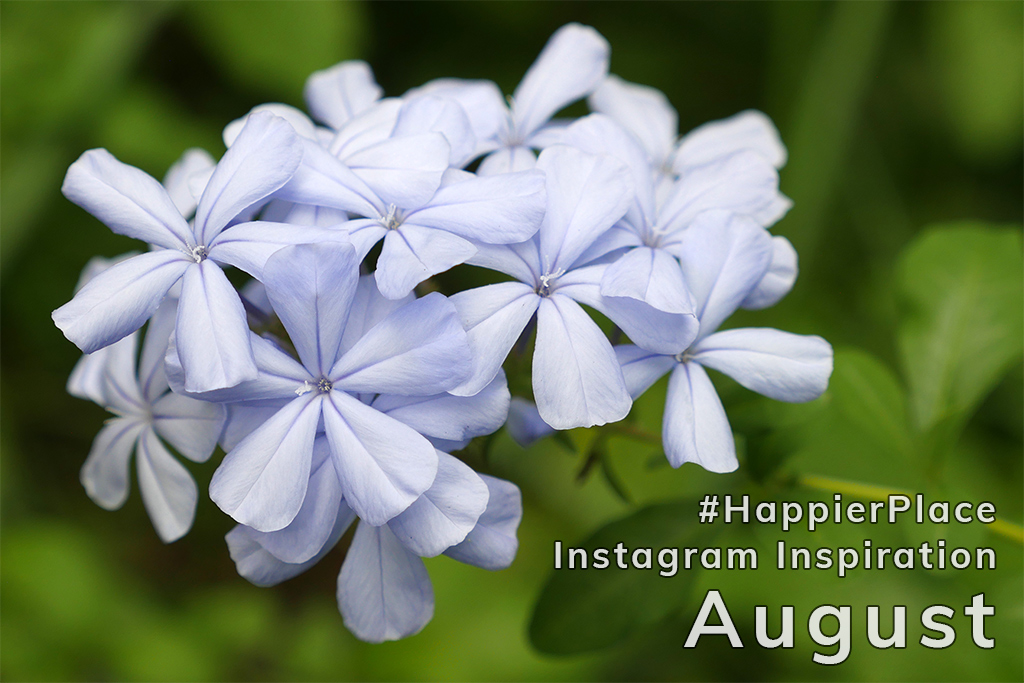 Flower photo by Luci Westphal representing a few of our favorite Instagram photos tagged #HappierPlace in August.
