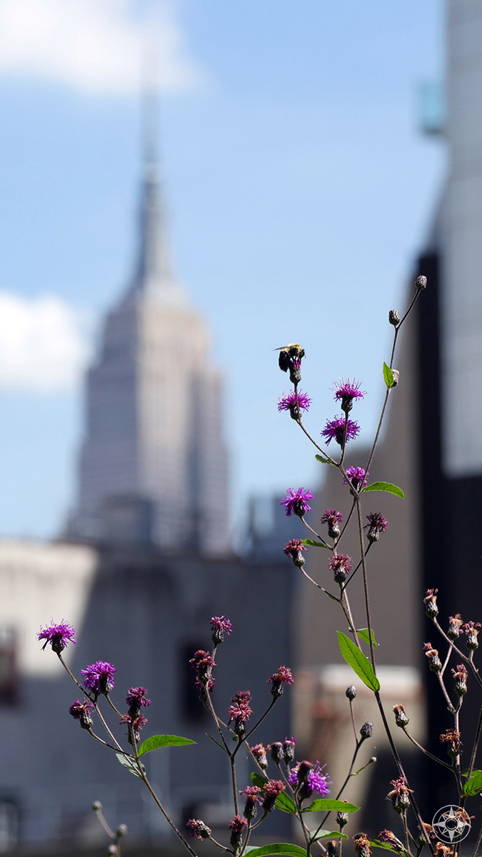 Empire State Building, purple flowers and bee on the High Line.