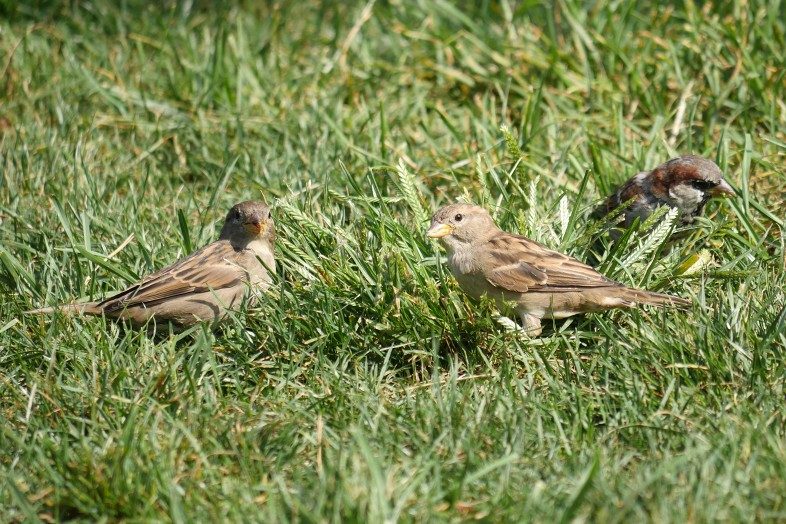 Even the New York City sparrows get to enjoy a break along the green lawns, trees, flowers and shrubs of the park. Happier Place