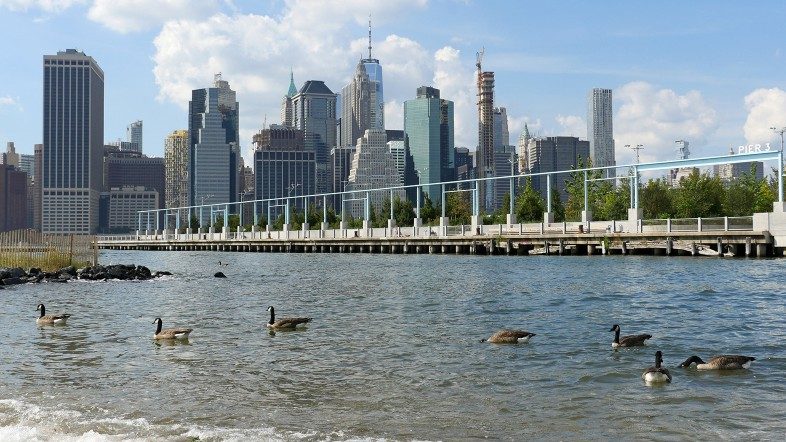 Geese swimming off the beach between the piers in Brooklyn Bridge Park.