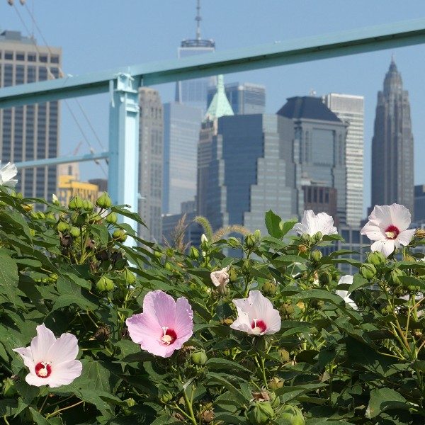 Take your mind off the big city and focus in on the natural beauty of the flowers in Brooklyn Bridge Park.