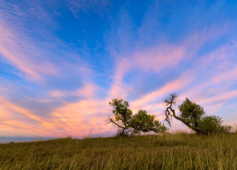 Trees against colorful sky in Fort Collins. Photo by Bryan Clark.