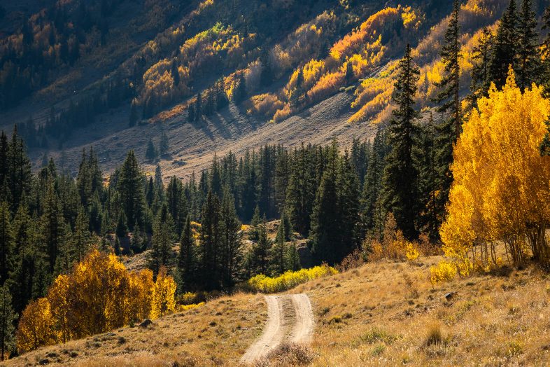 Trail road in the Rocky Mountains during colorful fall. Photo by Bryan Clark.