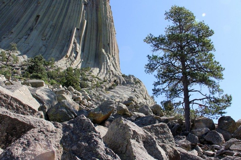 Tree growing out of the rocks of Devils Tower.