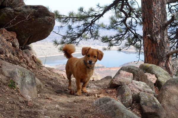 Whiskey dog on trail in Lory State Park for #optoutside