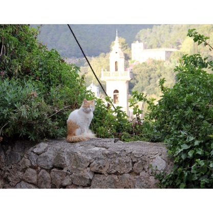 Cat in Mallorca - 2019 Nature Calendar - Happier Place