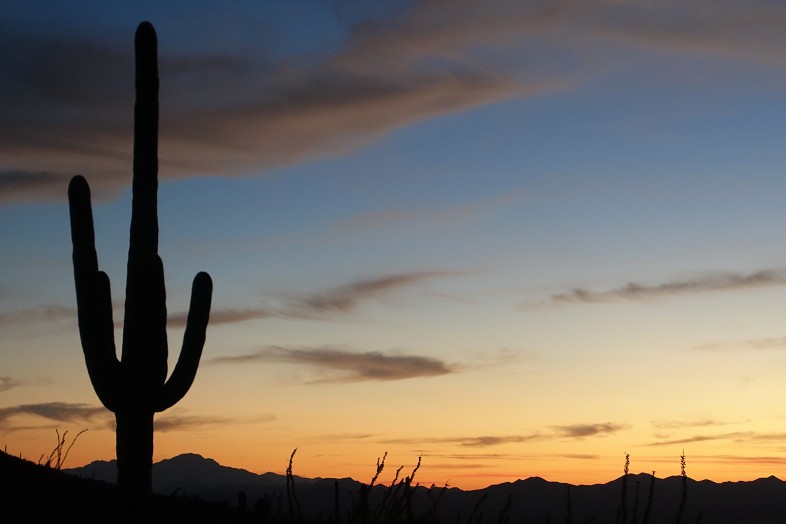 Saguaro cactus at sunset in Saguaro National Park Arizona - Happier Place