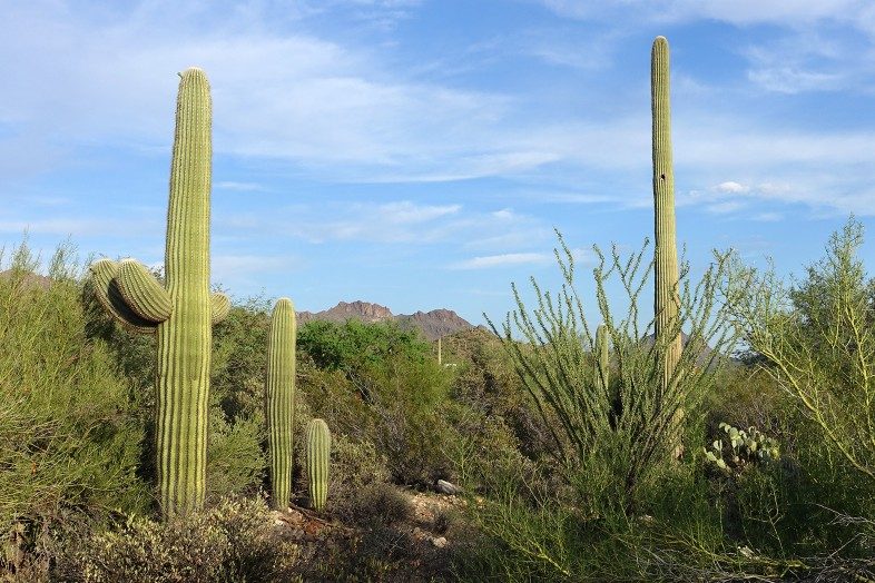 Iconic Saguaro cacti with and without arms in Saguaro National Park.