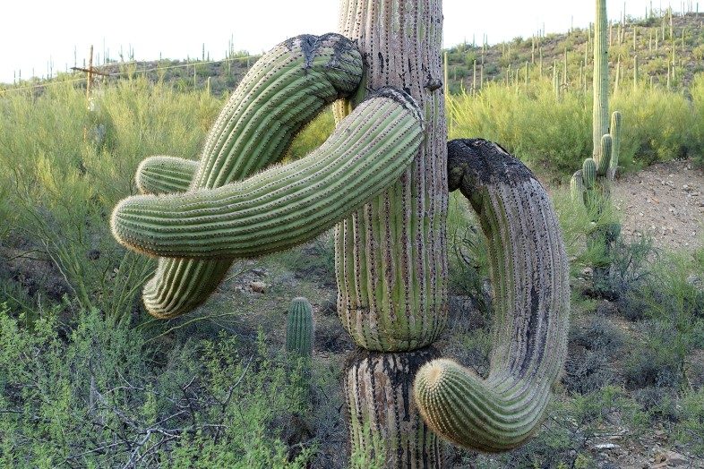Funny cactus looks like elephant trunk and tusks.