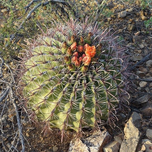 Fishhook Barrel Cactus in orange bloom in Saguaro National Park. 