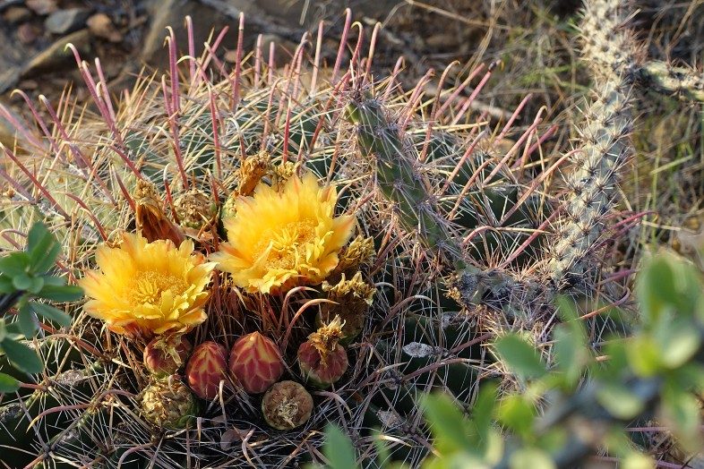Various stages of yellow bloom on a Fishhook Barrel Cactus in autumn. 