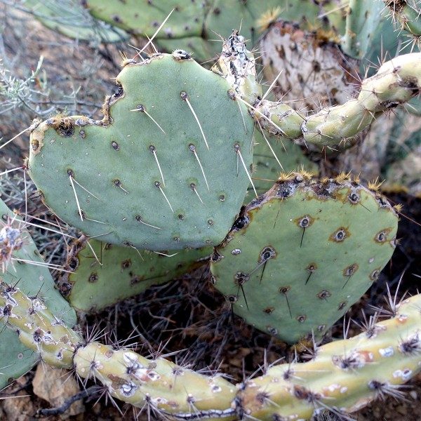 Heart-shaped cactus in Saguaro National Park.