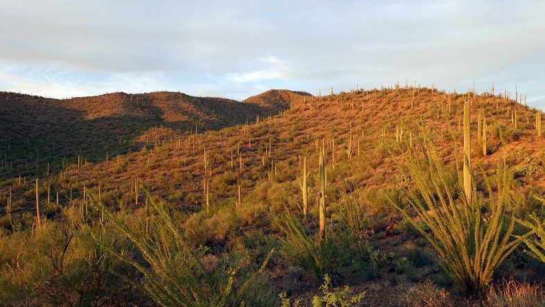 Golden Hour at Saguaro Park where countless Saguaro Cacti spread across the hills and valleys.
