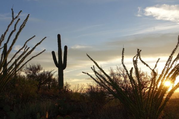 Sunset is an ideal time to visit Saguaro National Park outside Tucson, Arizona.