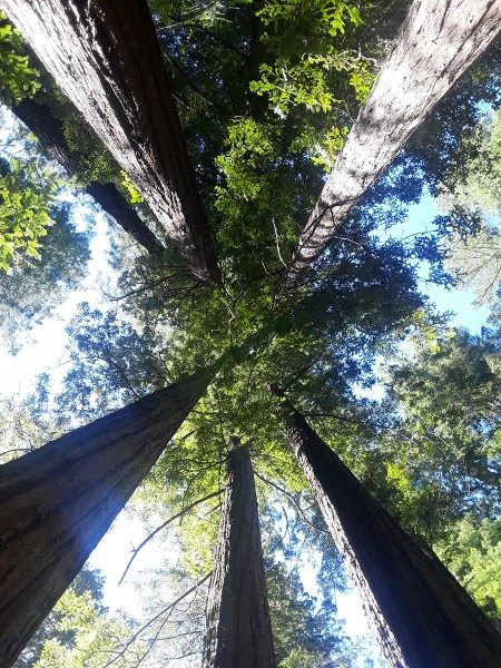 redwood trees in California from below