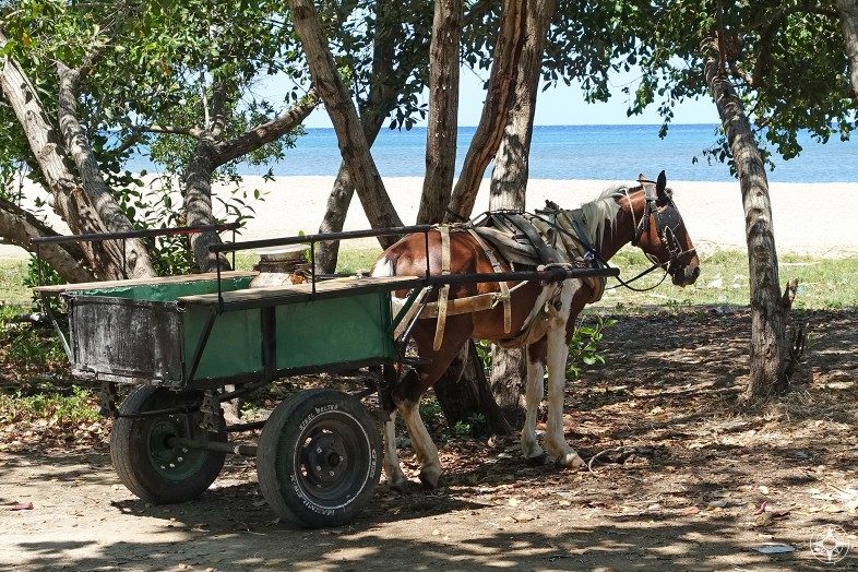 Horse and cart just off the beach in La Boca, Cuba.