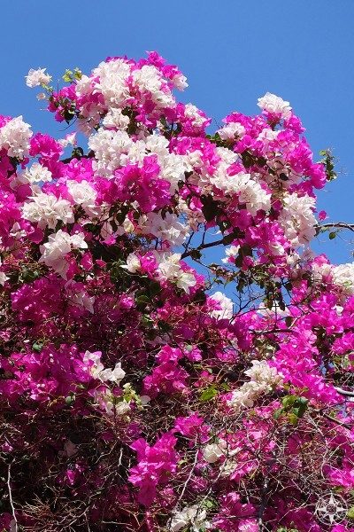Pink and white bougainvillea in Cuba.