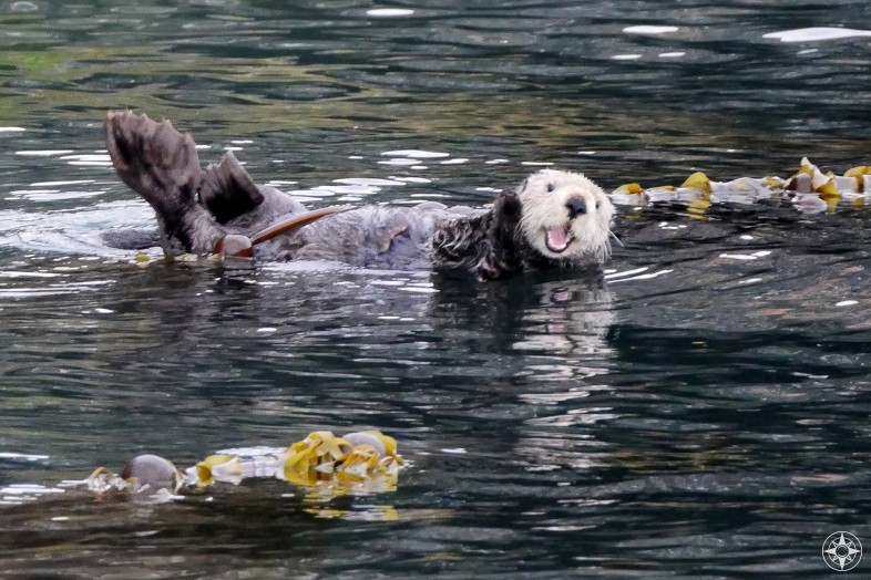 Alaska Sea Otter Happier Place On Sale