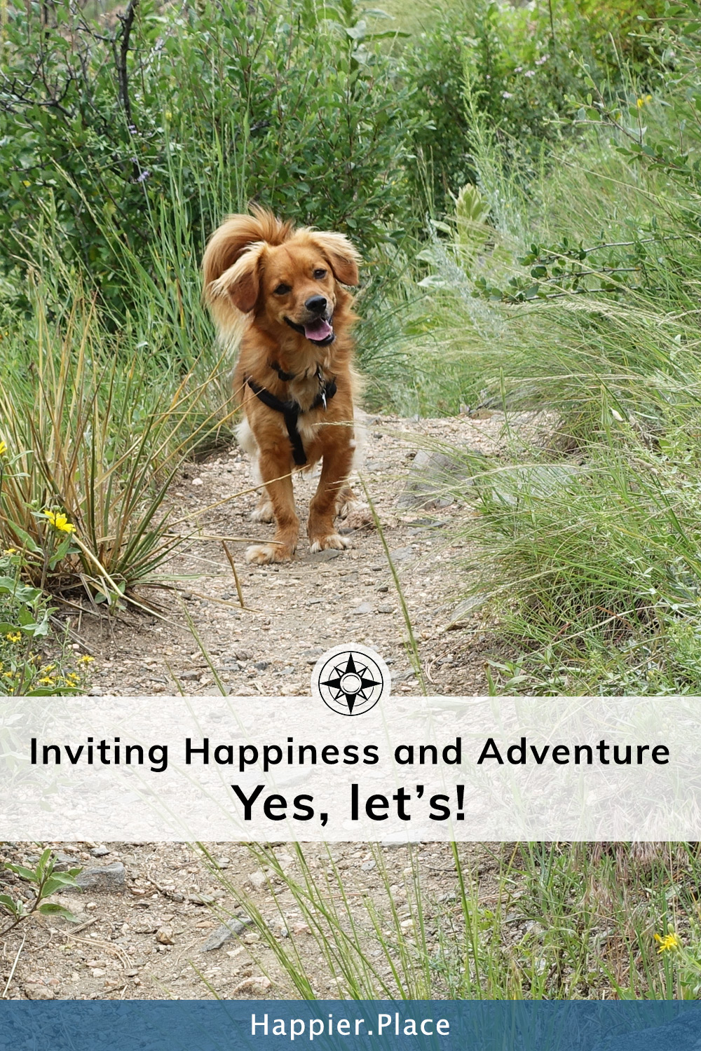 dog hike trail happiness yes let's