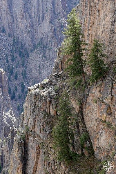 Evergreen trees growing on the cliff wall of the Black Canyon in Colorado