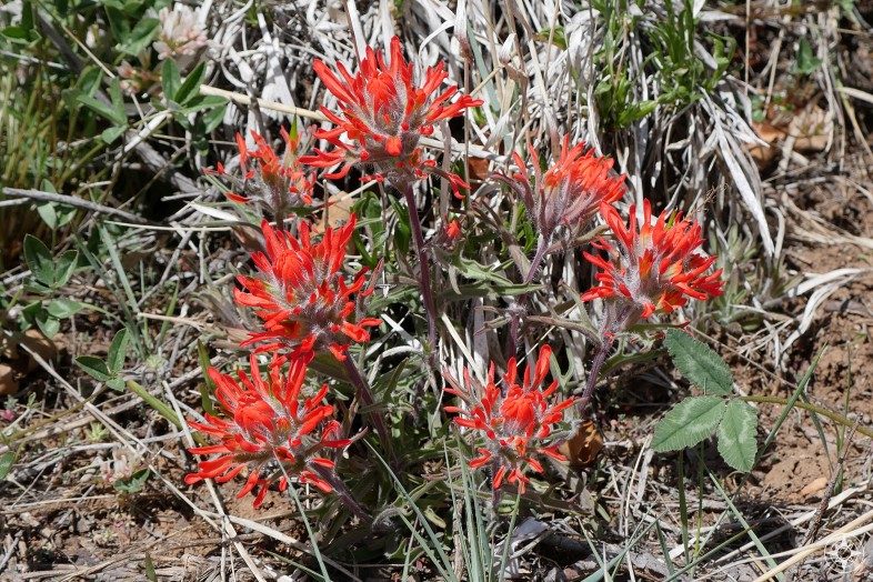 Indian Paintbrush - a red wildflower common along the Colorado Plateau