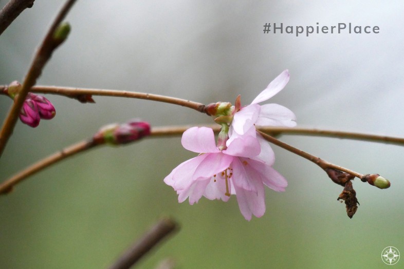 Almond tree pink spring blossom #happierplace hashtag April