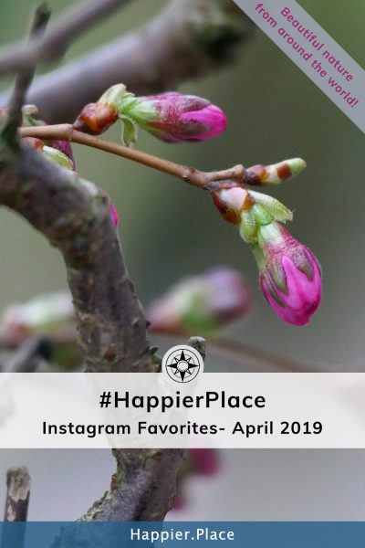 April round-up of our favorite #HappierPlace photos on #Instagram!  Represented here by pink spring buds of an almond tree in Germany. 