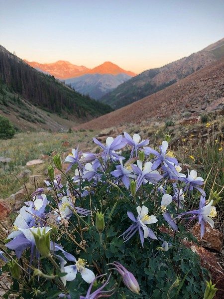 Colorado State Flower Wild Columbine - Redcloud Peak - Colorado