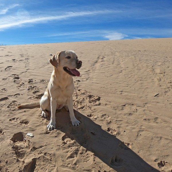 Yellow lab on sand dune in New Mexico.