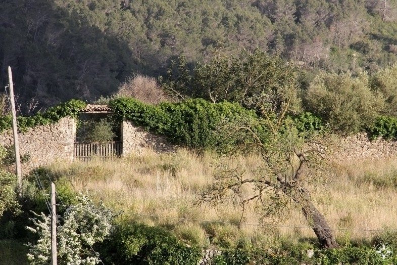 Fallen wall, gate and tree: rustic old farm charm along the road on Mallorca.