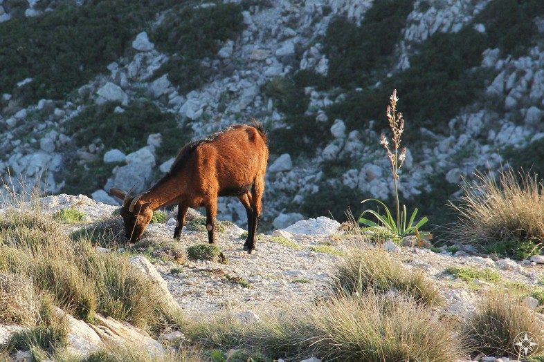 Balearean Goat - Wild Goat on Mallorca