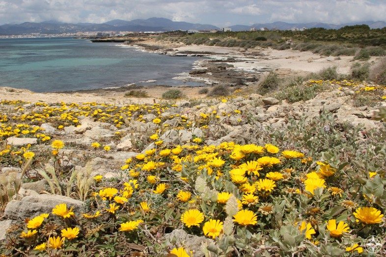 Yellow wildflowers along a beach on Mallorca, Balearic Islands, Spain.