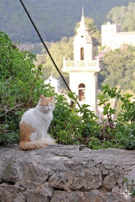 Cat resting on a wall in front of the Valldemossa monastery tower.