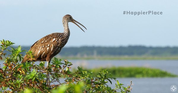 Limpkin in its #HappierPlace Crying Bird Florida