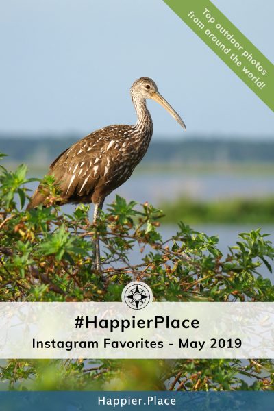 Limpkin in his #HappierPlace Instagram Favorites May 2019