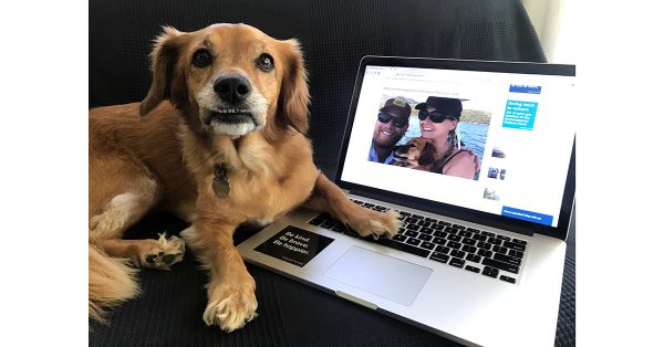 whiskey dog with laptop